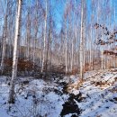 자작나무 숲 이미지