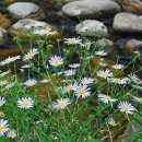 쑥부쟁이 이미지