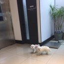 24시 올리몰스 동물메디컬센터 이미지