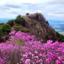 한국산악시조대전 1-616 진달래불 붙은 산 정격 시조(창녕 화왕산)/반산 한상철 이미지