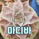 해보와다육이