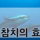 르칼피아 이미지