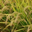 하나농산물 이미지