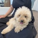 모들펫살롱 이미지