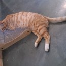 달봉이민박 이미지
