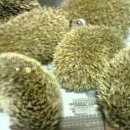 동삼1동-5 이미지