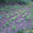 우천농장 이미지