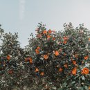 히든클리프호텔&네이쳐 | ❄️제주도 겨울 여행 | 히든클리프 호텔&amp;네이쳐 예약 후기(Winter Retreat 프로모션)