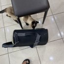 아나파동물병원 이미지