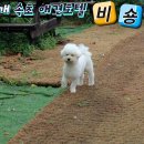 놀다가개 이미지