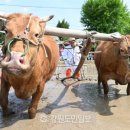 복사꽃수레마을
