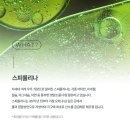 플란타