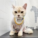 잔다냥 성남점 이미지