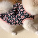 댕댕이점빵 이미지