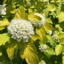 황금나무 이미지