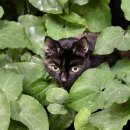 시니어 동물병원 이미지