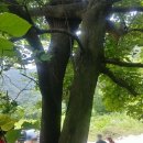 무등산자락 무돌길 13길 용추계곡길 | [7기무돌길해설사과정]산림욕하면서 걷는 무돌길 - 전남 화순구간2 ＋ 동구구간13길