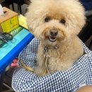 광교 만선호프 마늘통닭 먹으러 가요(실외 애견동반가능)