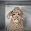 수지성복SL동물병원 이미지