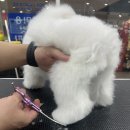 마이뷰티독 이미지