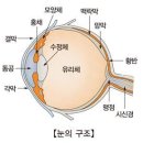 포도막염 (눈 질환, 감염성 질환, 혈액, 조혈기관 및 면역기전 질환 ) 이미지