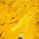 효자로 | 경복궁 효자로 은행나무 실시간 사진 스팟 &amp; 입장료 완벽 가이드