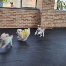 위드멍 애견유치원 | 창원애견유치원 멍데이 후기, 사회성 좋아진 우리 아이