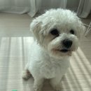 너는 내 댕댕 이미지