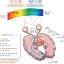 신용조명