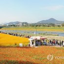 장성황룡강노란꽃잔치 축제장5 이미지