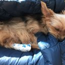 나인동물의료센터 이미지