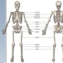 인체와 의복설계 수요일 1-4교시 / 뼈, 관절, 피부이미지입니다. 이미지