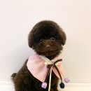 아트도그 이미지