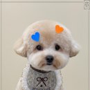 그루밍 애견미용 이미지