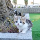 대구고양이분양 테디럽 이미지