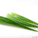 웰피부과의원 네이버블로그