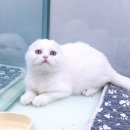 캣독카페 이미지