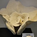 세계조가비박물관 이미지