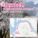 북면 복구정2길 15(마을회관) | 봄 벚꽃 개화시기 놓치면 끝, 지금 가야 할 라이딩,드라이브 코스 3곳