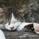 고양이 마을 이미지