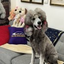 엄지애견미용 이미지