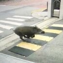 수색초등 이미지