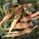 산더덕 장아찌 다는 법 이미지