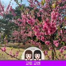 감전역 1번 출구(버스정류장 쪽) | 일본 오사카 여행 교토 교엔 가는법 부터 벚꽃 명소 당일치기