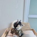 더리조트멍 이미지