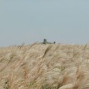 신양 벚꽃길 이미지