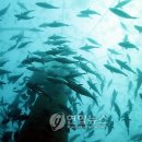 제주외해양식1 이미지