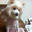 빵실빵실 이미지