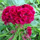 맨드라미 화단 이미지