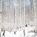 자작나무 숲 이미지